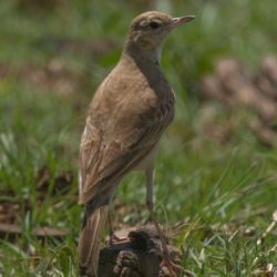Buffy Pipit, Vaalkoester, (Anthus vaalensis)