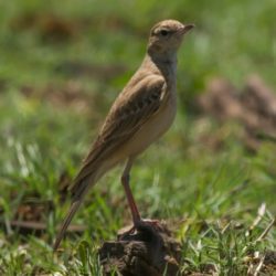 Buffy Pipit, Vaalkoester, (Anthus vaalensis)