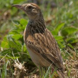 birdwatcher