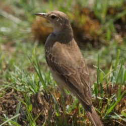 Buffy Pipit, Vaalkoester, (Anthus vaalensis)