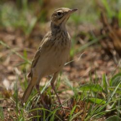 birdwatcher