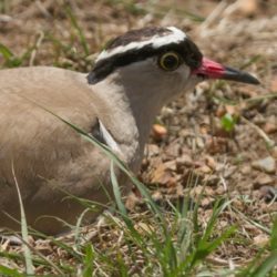 Crowned Lapwing, Kroonkiewiet, (Vanellus coronatus)