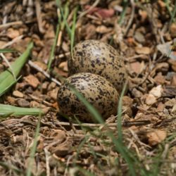 Crowned Lapwing, Kroonkiewiet, (Vanellus coronatus) Eggs