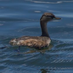Little Grebe, Kleindobbertjie, (Tachybaptus ruficollis)