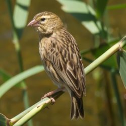 birdwatcher