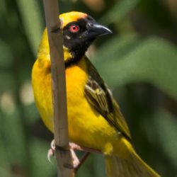 Southern Masked Weaver, Swartkeelgeelvink, (Ploceus velatus)