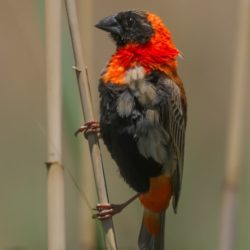 Southern Red Bishop, Rooivink, (Euplectes orix)