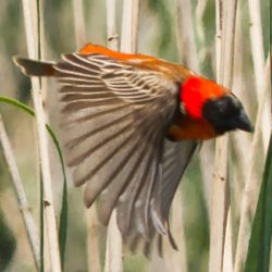 Southern Red Bishop, Rooivink, (Euplectes orix)