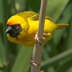 Southern Masked Weaver, Swartkeelgeelvink, (Ploceus velatus)