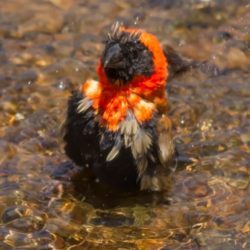 Southern Red Bishop, Rooivink, (Euplectes orix)