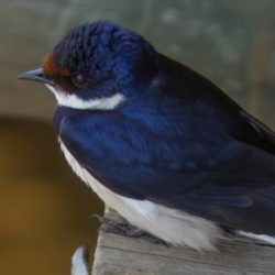 White-throated Swallow, Witkeelswael, (Hirundo albigularis)