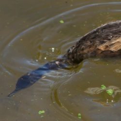 Little Grebe, Kleindobbertjie, (Tachybaptus ruficollis)