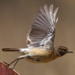 African Stonechat, Gewone Bontrokkie, (Saxicola torquatus)