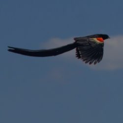 Long-tailed Widowbird, Langstertflap, (Euplectes progne)