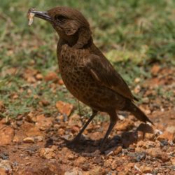 birdwatcher