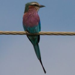 Lilac-breasted Roller