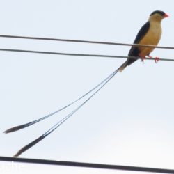 Shaft-tailed Whydah, Pylstertrooibekkie, (Vidua regia)