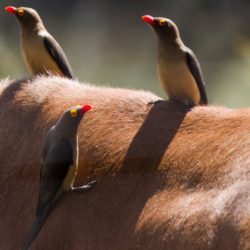 Red-billed Oxpecker, Rooibekrenostervoël, (Buphagus erythrorhynchus)