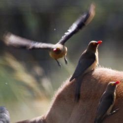 Red-billed Oxpecker, Rooibekrenostervoël, (Buphagus erythrorhynchus)