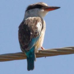 Striped Kingfisher