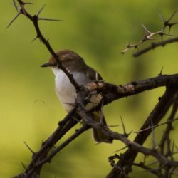 Marico Flycatcher