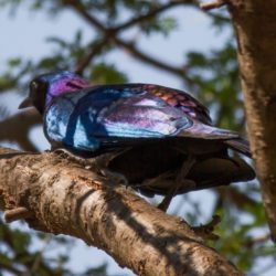 Burchell's Starling