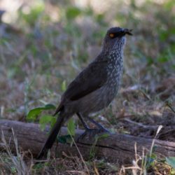 Arrow-marked Babler