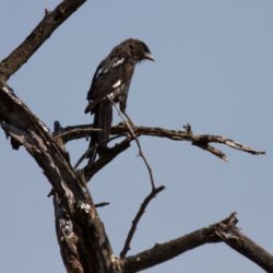 Magpie Shrike, Langstertlaksman, (Urolestes melanoleucus)
