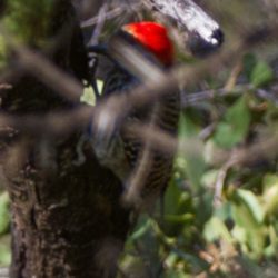 Bearded Woodpecker, Baardspeg, (Dendropicos namaquus)