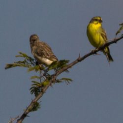 Yellow-fronted Canary, Geeloogkanarie, (Crithagra mozambica)