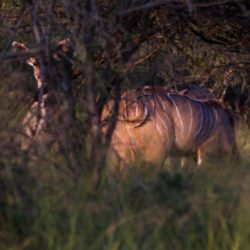 Kudu