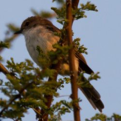 Marico Flycatcher, Maricovlieëvanger, (Bradornis mariquensis)