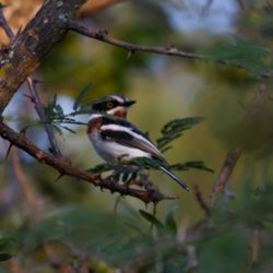 Chinspot Batis, Witliesbosbontrokkie, (Batis molitor)