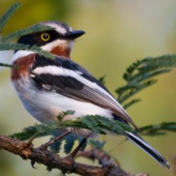 Chinspot Batis, Witliesbosbontrokkie, (Batis molitor)