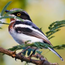 Chinspot Batis, Witliesbosbontrokkie, (Batis molitor)