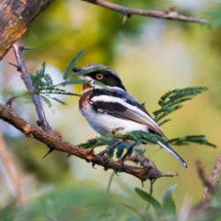 Chinspot Batis, Witliesbosbontrokkie, (Batis molitor)