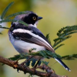 Chinspot Batis, Witliesbosbontrokkie, (Batis molitor)
