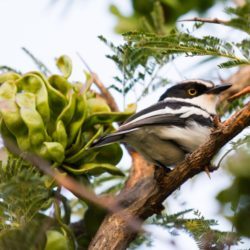 Chinspot Batis, Witliesbosbontrokkie, (Batis molitor)