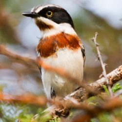 Chinspot Batis, Witliesbosbontrokkie, (Batis molitor)