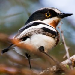 Chinspot Batis, Witliesbosbontrokkie, (Batis molitor)