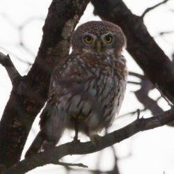 Pearl-spotted Owlet, Witkoluil, (Glaucidium perlatum)