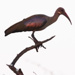 Hadeda Ibis, Hadeda, (Bostrychia hagedash)