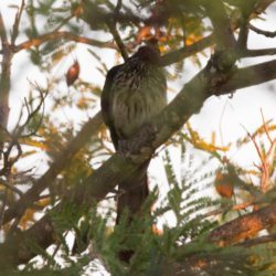 birdwatcher