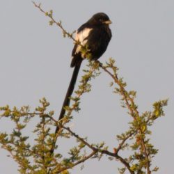 Magpie Shrike, Langstertlaksman, (Urolestes melanoleucus)