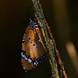 birdwatcher