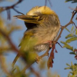 Southern Masked Weaver, Swartkeelgeelvink, (Ploceus velatus)