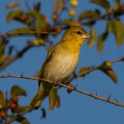 Southern Masked Weaver, Swartkeelgeelvink, (Ploceus velatus)