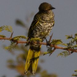 Black Cuckooshrike, Swartkatakoeroe, (Campephaga flava), Female