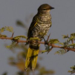 Black Cuckooshrike, Swartkatakoeroe, (Campephaga flava), Female