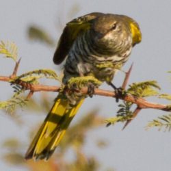 Black Cuckooshrike, Swartkatakoeroe, (Campephaga flava), Female